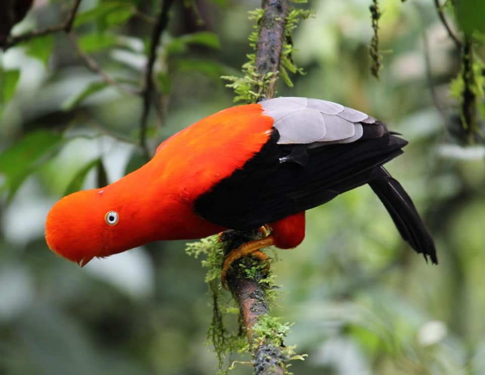 gallito de las rocas manu amazonperutravellers