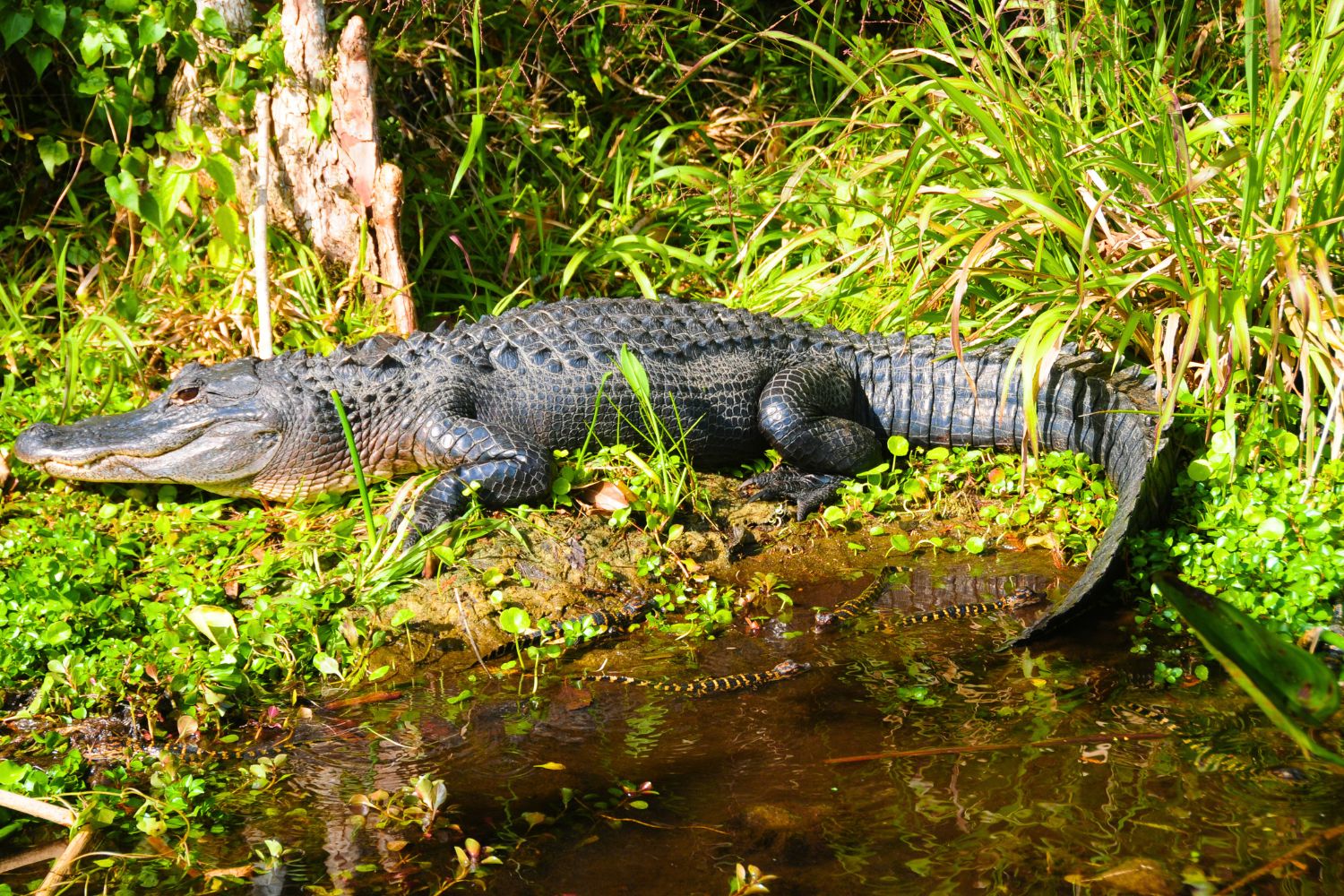 The Black Caiman (Melanosuchus niger)