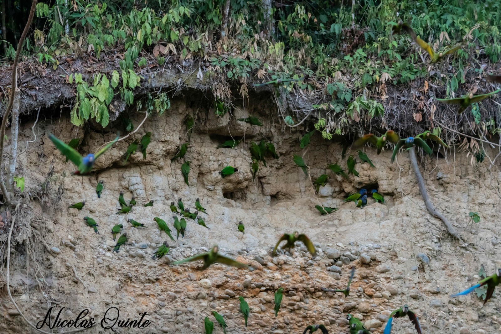 AMAZON PERU TRAVELLERS 1