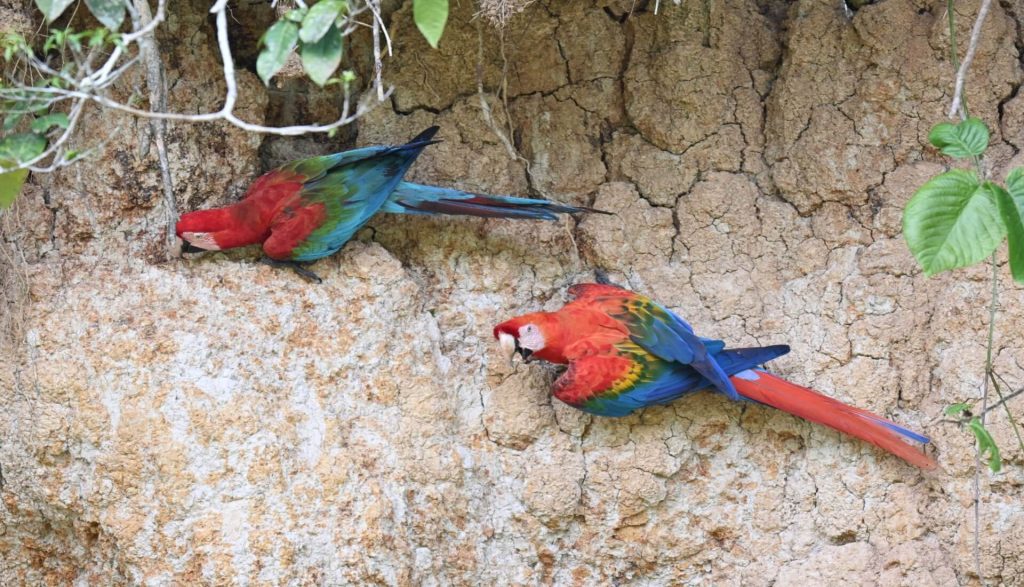 Can't decide which one to choose? Discover the real differences between Manu National Park and Tambopata. We compare wildlife, costs, logistics, and the best time to travel in 2026. Make the best decision for your Amazon adventure!